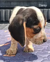 Daisy, a female Beagle for sale in Eolia, MO – 4 of 6