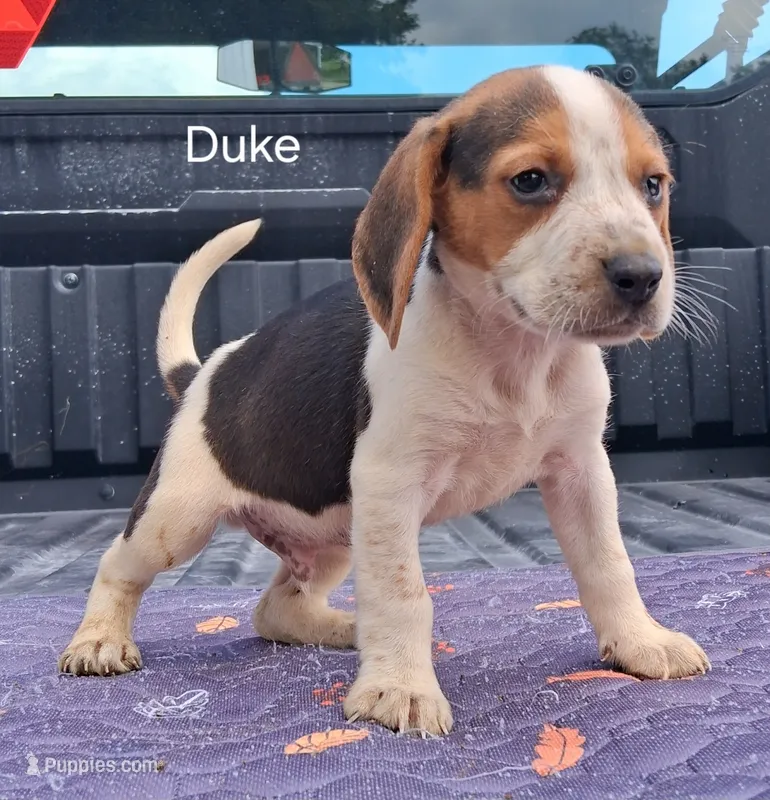 Duke – Beagle puppy for sale in Eolia, MO