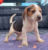 Duke, a male Beagle for sale in Eolia, MO – 1 of 10