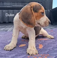 Duke, a male Beagle for sale in Eolia, MO – 9 of 10