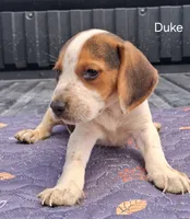 Duke, a male Beagle for sale in Eolia, MO – 10 of 10