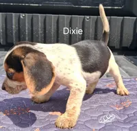 Dixie, a female Beagle for sale in Eolia, MO – 10 of 10