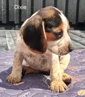 Dixie, a female Beagle for sale in Eolia, MO – 2 of 10