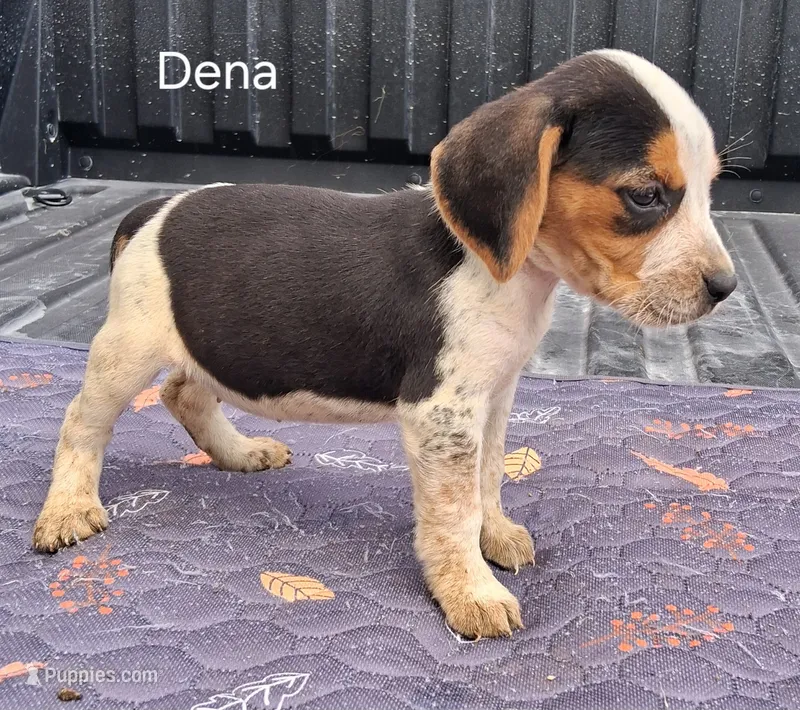 Dena – Beagle puppy for sale in Eolia, MO