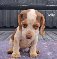 Dolly, a female Beagle for sale in Eolia, MO – 3 of 10