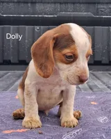 Dolly, a female Beagle for sale in Eolia, MO – 2 of 10