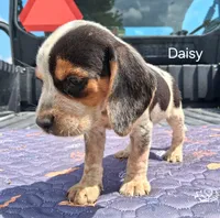 Daisy, a female Beagle for sale in Eolia, MO – 2 of 6