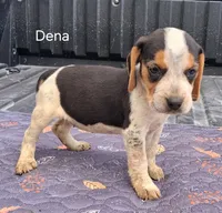 Dena, a female Beagle for sale in Eolia, MO – 6 of 7