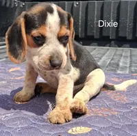 Dixie, a female Beagle for sale in Eolia, MO – 8 of 10