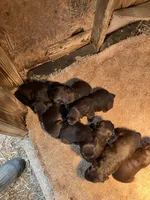 Female 1, a female Boykin Spaniel for sale in Cochran, GA – 1 of 2