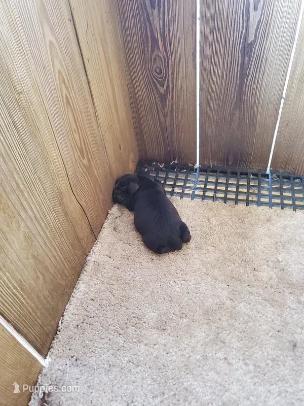 Male 5 – Boykin Spaniel puppy for sale in Cochran, GA