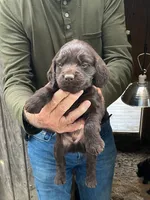 Male 1, a male Boykin Spaniel for sale in Cochran, GA – 2 of 3