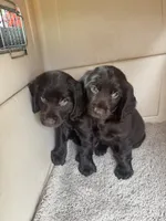 Female 1, a female Boykin Spaniel for sale in Cochran, GA – 2 of 2