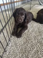 Male 1, a male Boykin Spaniel for sale in Cochran, GA – 3 of 3