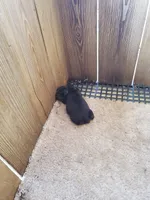 Male 6, a male Boykin Spaniel for sale in Cochran, GA – 1 of 3