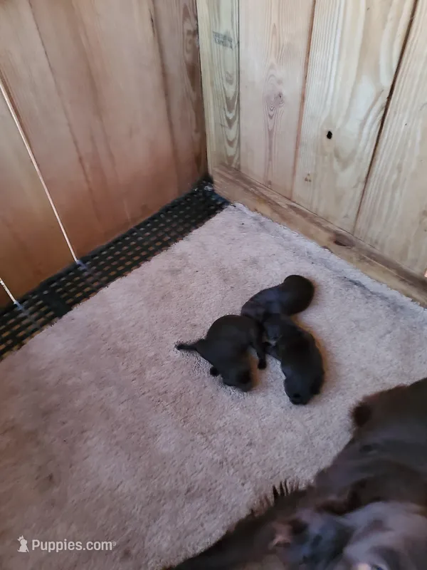 Male 4 – Boykin Spaniel puppy for sale in Cochran, GA