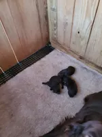 Male 4, a male Boykin Spaniel for sale in Cochran, GA – 1 of 2