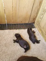 Male 4, a male Boykin Spaniel for sale in Cochran, GA – 2 of 2
