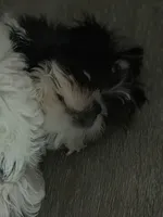 Kynston, a male Shih Tzu for sale in Charlotte, NC – 6 of 8