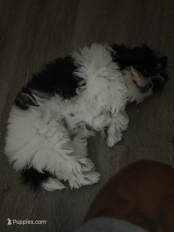 Kynston – Shih Tzu puppy for sale in Charlotte, NC