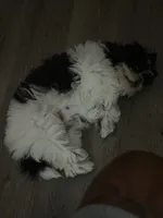 Kynston, a male Shih Tzu for sale in Charlotte, NC – 1 of 8