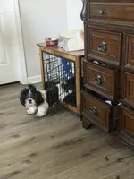 Kynston, a male Shih Tzu for sale in Charlotte, NC – 3 of 8