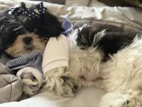 Kynston, a male Shih Tzu for sale in Charlotte, NC – 7 of 8