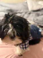 Kynston, a male Shih Tzu for sale in Charlotte, NC – 2 of 8