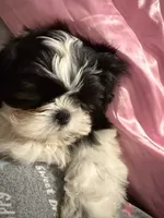 Kynston, a male Shih Tzu for sale in Charlotte, NC – 5 of 8
