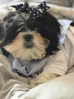 Kynston, a male Shih Tzu for sale in Charlotte, NC – 8 of 8
