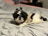 Kynston, a male Shih Tzu for sale in Charlotte, NC – 4 of 8