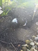 Dee 1, a female Miniature Dachshund for sale in Blanchester, OH – 4 of 5