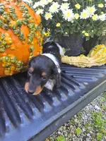 Dee 1, a female Miniature Dachshund for sale in Blanchester, OH – 2 of 5