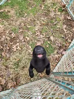 Lily, a female Schipperke for sale in Blanchester, OH – Photo 1 of 5