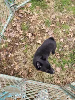 Lily, a female Schipperke for sale in Blanchester, OH – Photo 2 of 5