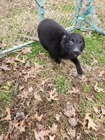 Lily, a female Schipperke for sale in Blanchester, OH – Photo 3 of 5