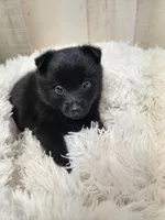 Lily, a female Schipperke for sale in Blanchester, OH – Photo 5 of 5