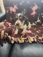 Remington, a male Miniature Dachshund for sale in Blanchester, OH – Photo 4 of 5