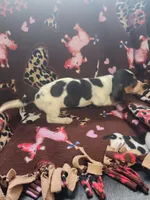 Remington, a male Miniature Dachshund for sale in Blanchester, OH – Photo 2 of 5