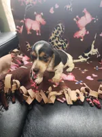 Remington, a male Miniature Dachshund for sale in Blanchester, OH – Photo 5 of 5