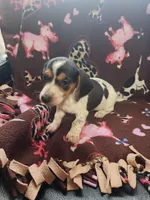 Remington, a male Miniature Dachshund for sale in Blanchester, OH – Photo 3 of 5