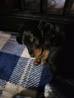 Remington , a male Miniature Dachshund for sale in Blanchester, OH – Photo 3 of 3