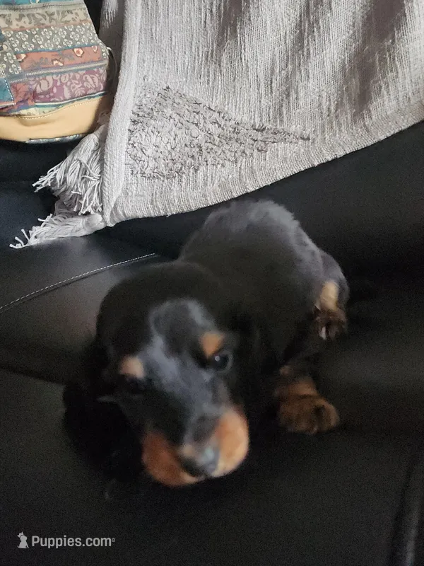 Remington , a male Miniature Dachshund for sale in Blanchester, OH – Photo 1 of 3