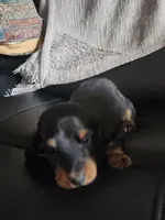 Remington , a male Miniature Dachshund for sale in Blanchester, OH – Photo 1 of 3