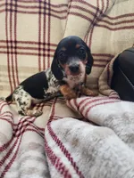 Little girl 2, a female Miniature Dachshund for sale in Blanchester, OH – Photo 2 of 5