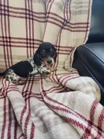 Little girl 2, a female Miniature Dachshund for sale in Blanchester, OH – Photo 5 of 5