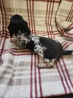 Little girl 2, a female Miniature Dachshund for sale in Blanchester, OH – Photo 3 of 5