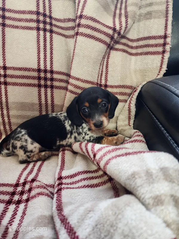 Little girl 2, a female Miniature Dachshund for sale in Blanchester, OH – Photo 1 of 5