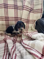 Little girl 2, a female Miniature Dachshund for sale in Blanchester, OH – Photo 4 of 5