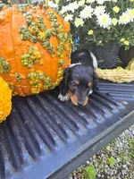 Dee 1, a female Miniature Dachshund for sale in Blanchester, OH – 3 of 5